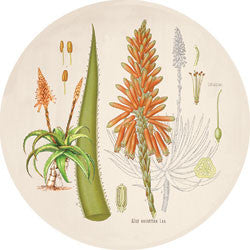 O14 Aloe Botanical Fridge Magnet